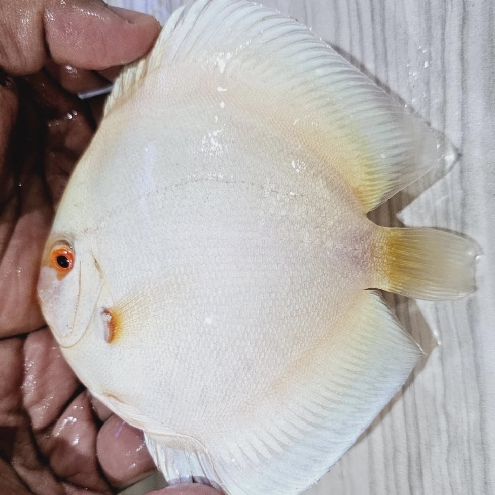 albino-platinum-discus-for-sale