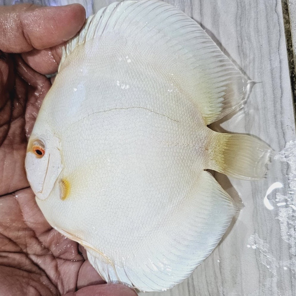 albino-platinum-discus-for-sale
