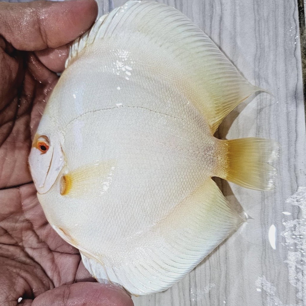 albino-platinum-discus-for-sale