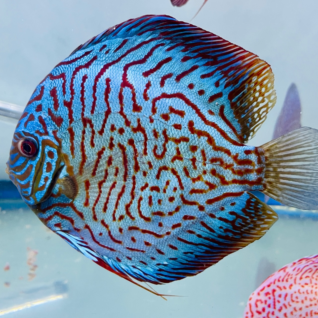 blue-tiger-discus-for-sale