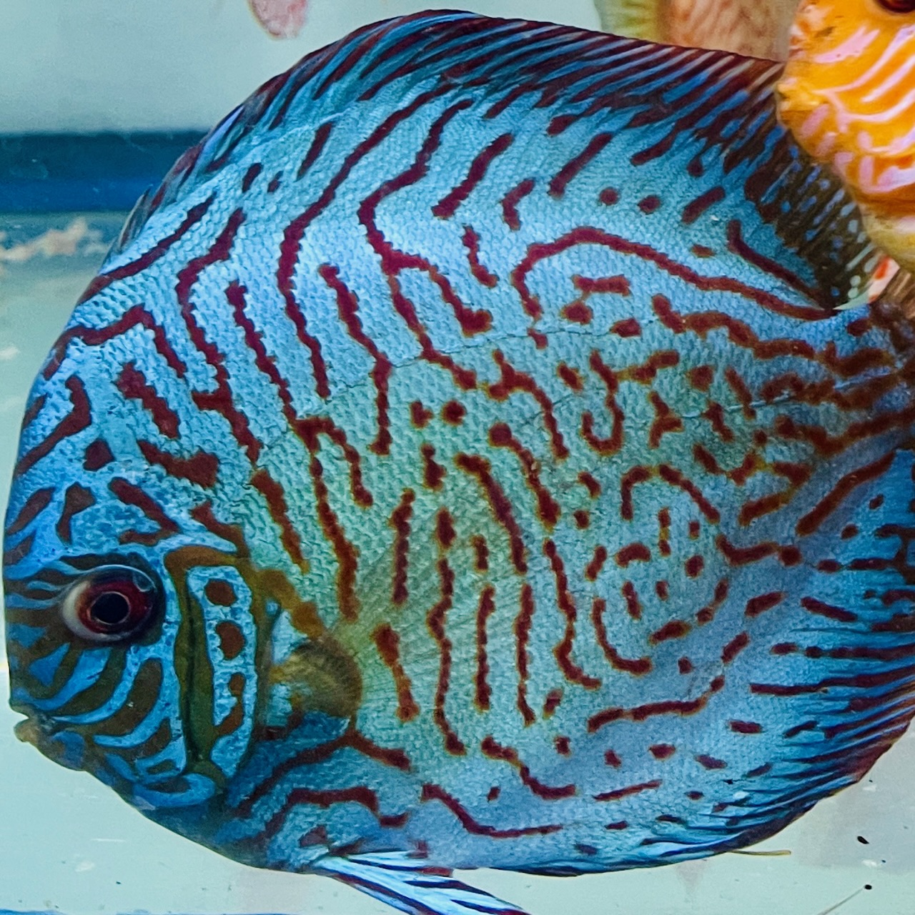 blue-tiger-discus-for-sale