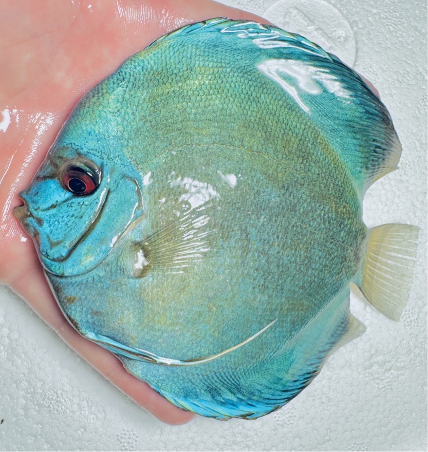 cobalt-discus-for-sale