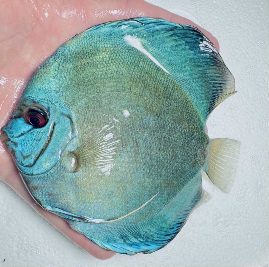cobalt-discus-for-sale