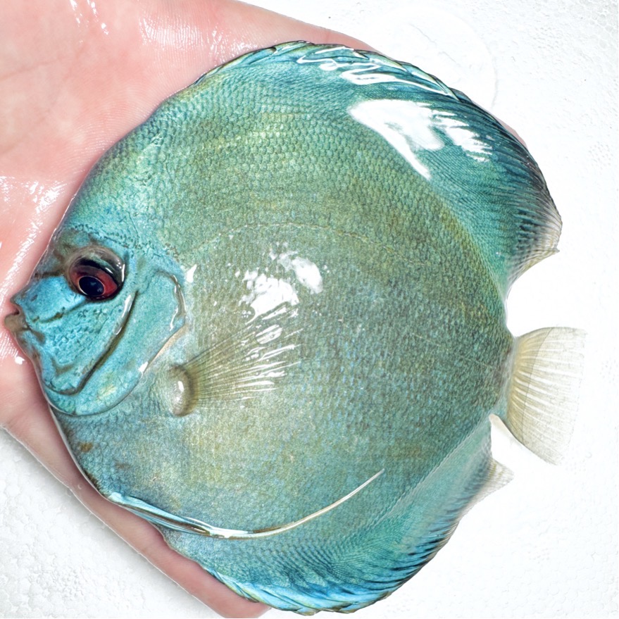 cobalt-discus-for-sale