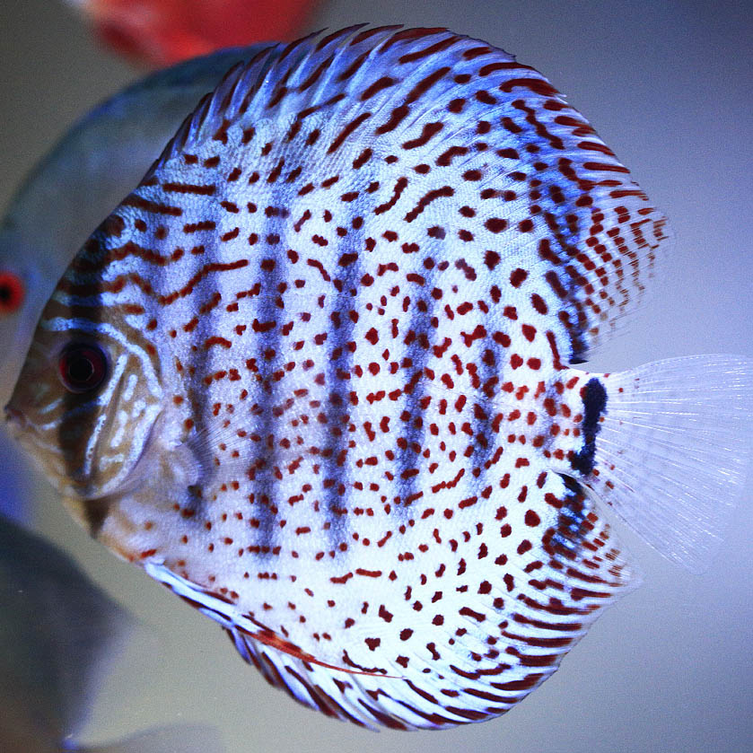 fire-ruby-leopard-discus-for-sale