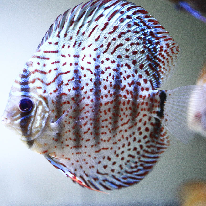 fire-ruby-leopard-discus-for-sale