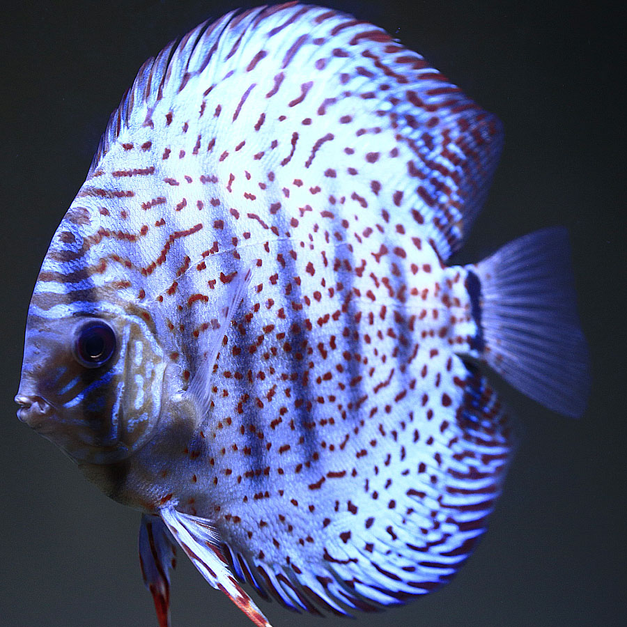 fire-ruby-leopard-discus-for-sale