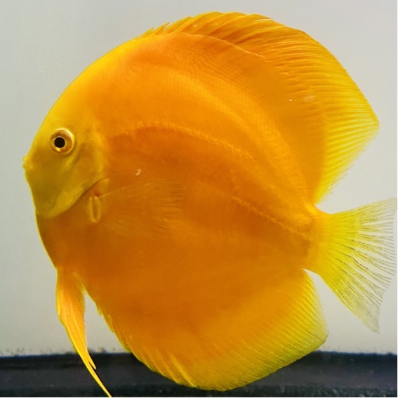 golden-discus-for-sale