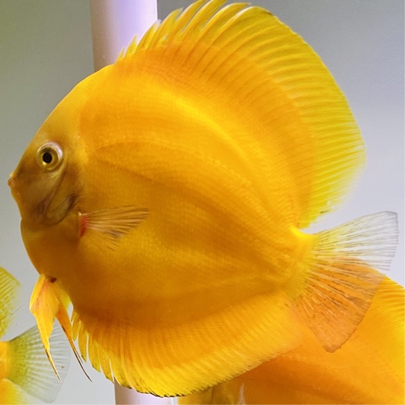 golden-discus-for-sale