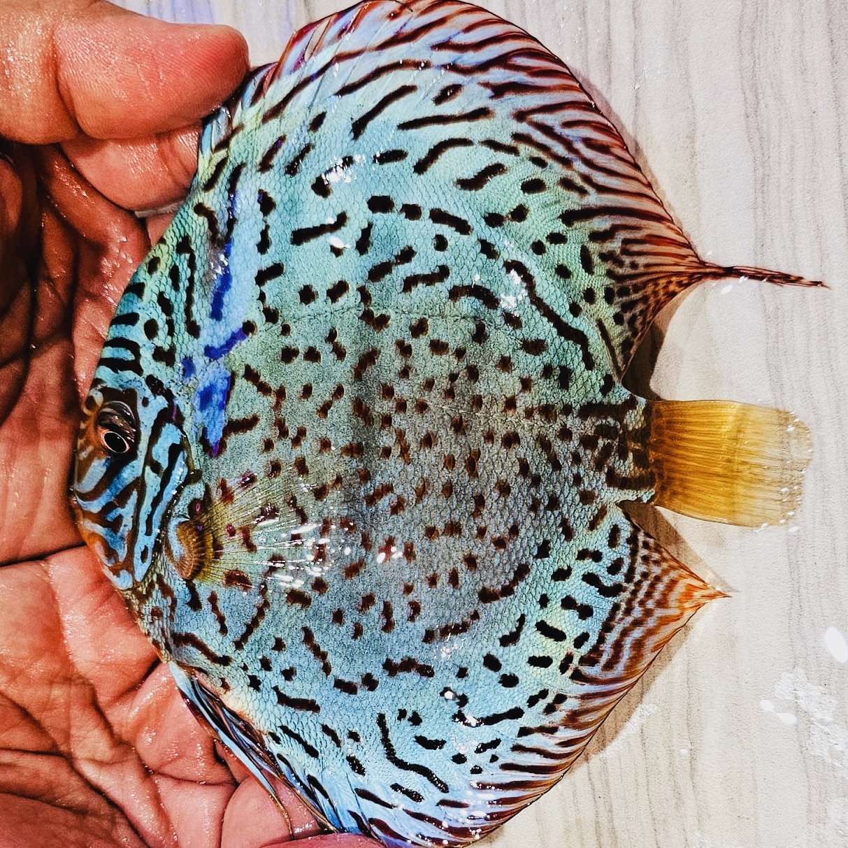 heckel-x-cobalt-discus-for-sale