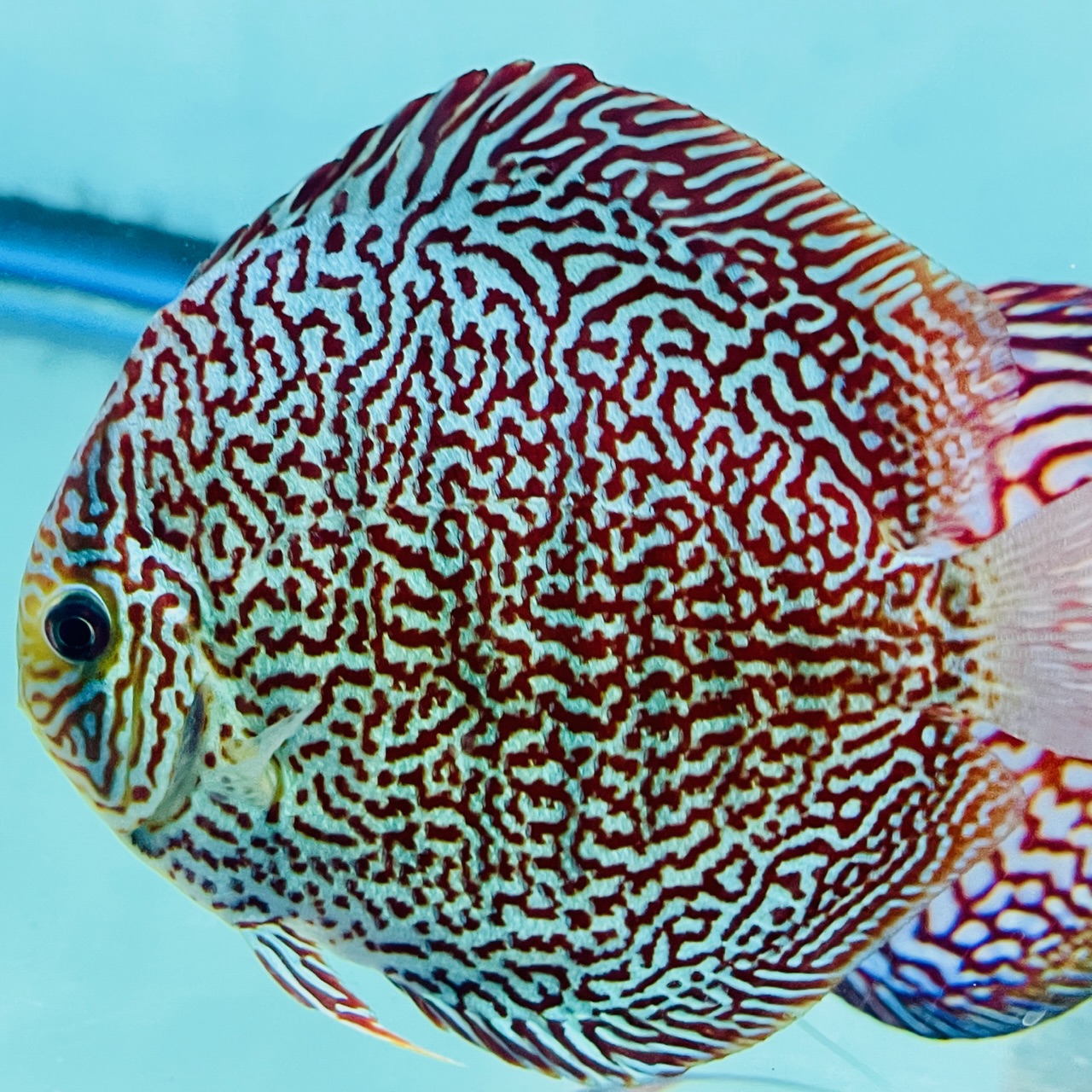 king-viper-discus-for-sale