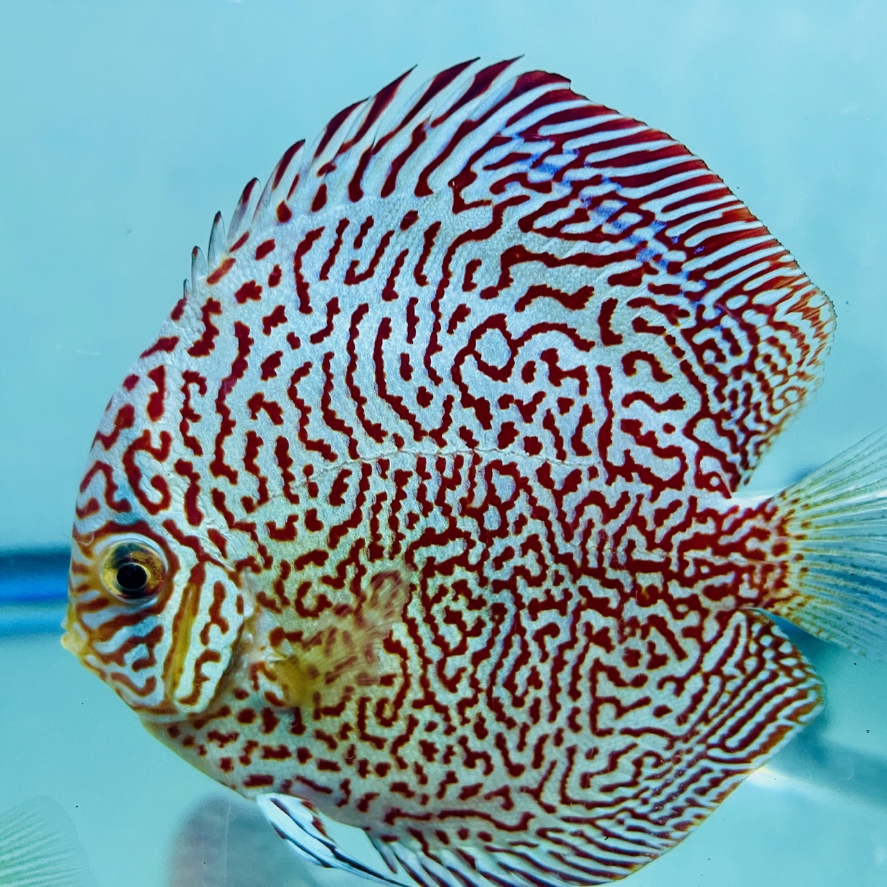 king-viper-discus-for-sale