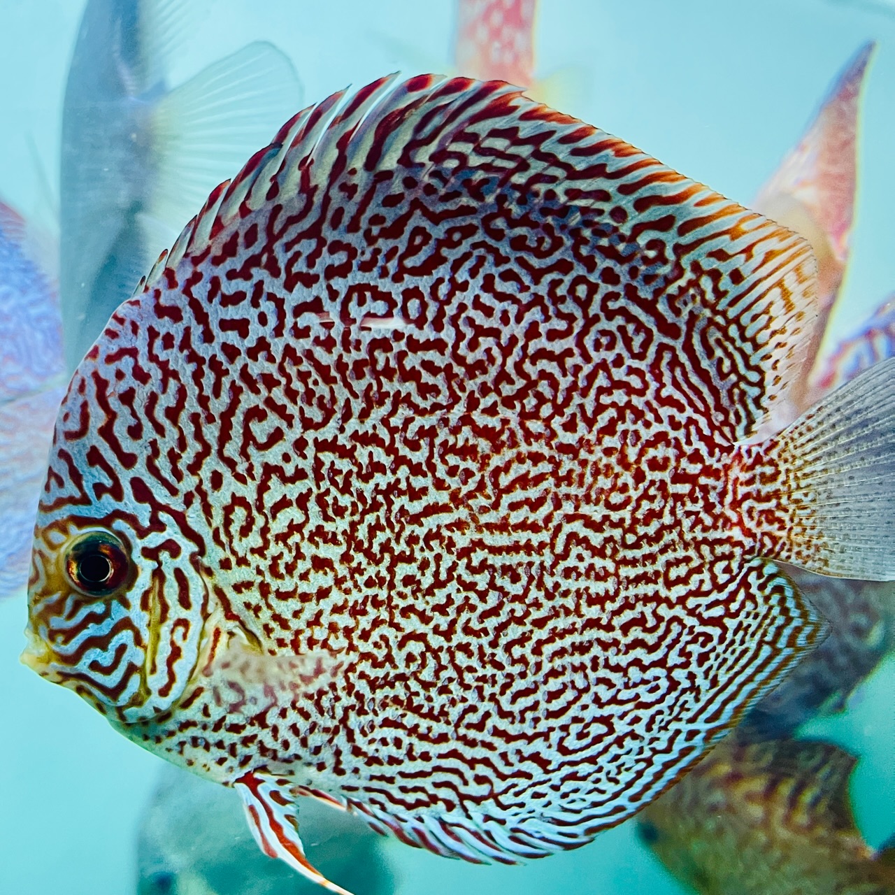 Leopard discus