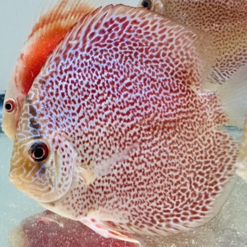 panthera-discus-for-sale