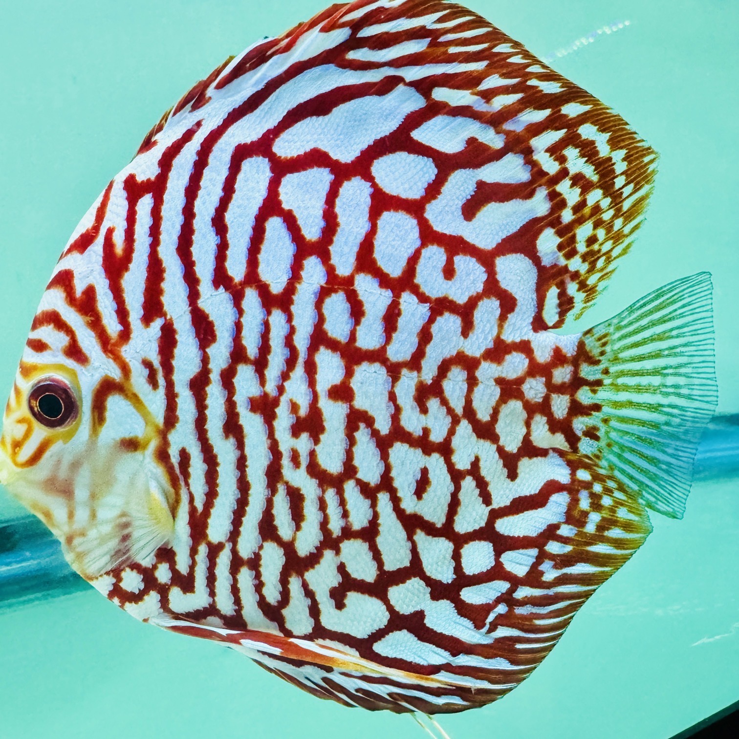 rafflesia-discus-for-sale