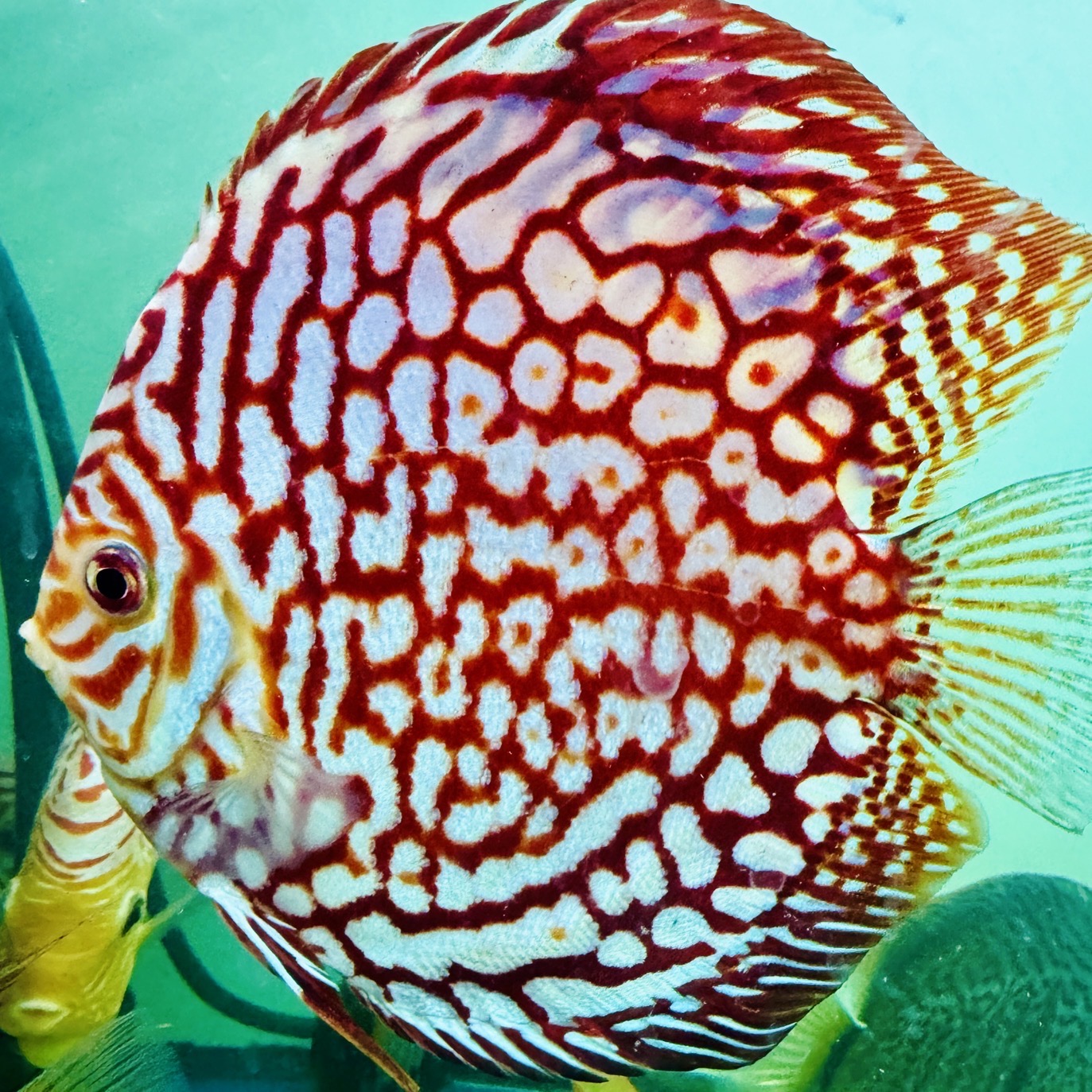 rafflesia-discus-for-sale