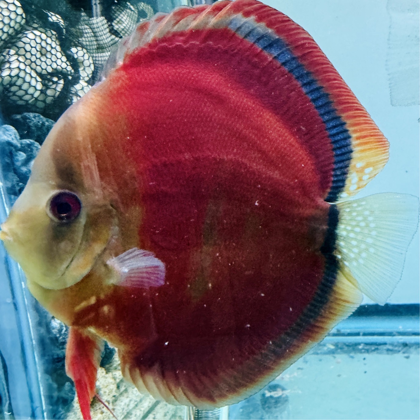 red-ica-discus-for-sale