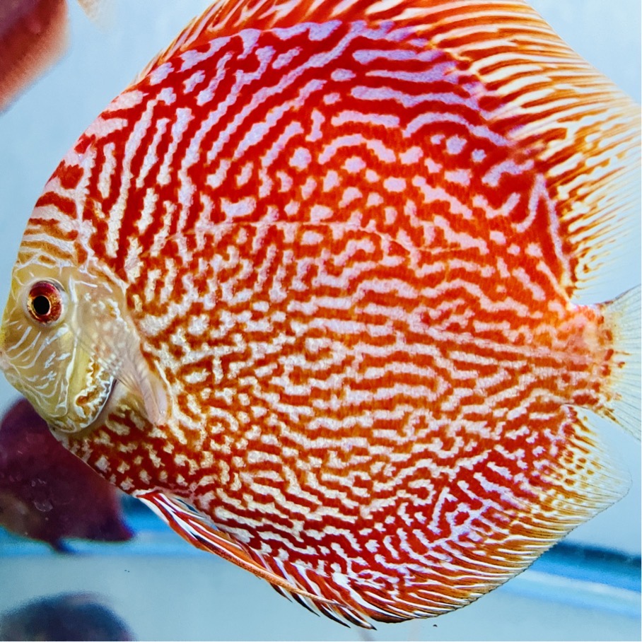 red-snakeskin-discus-for-sale