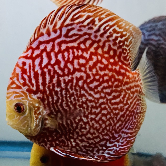 red-snakeskin-discus-for-sale