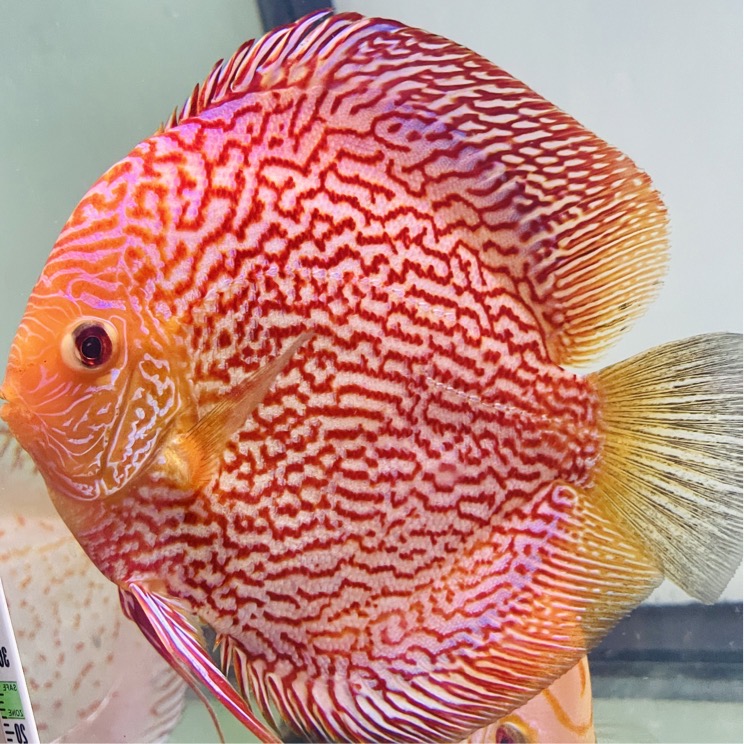 red-snakeskin-discus-for-sale