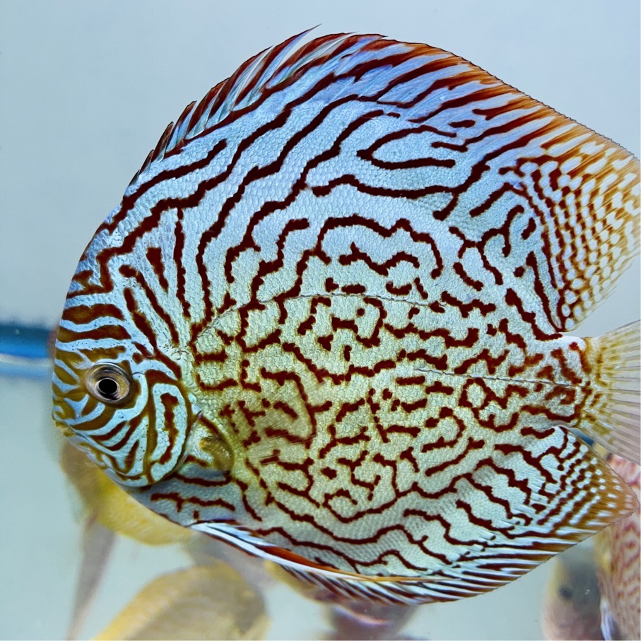 red-turquoise-discus-for-sale