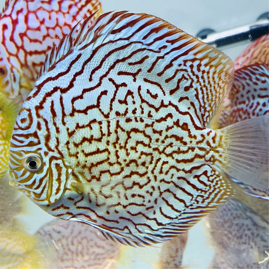 red-turquoise-discus-for-sale