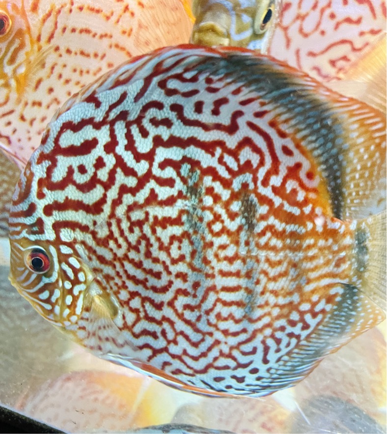 red-turquoise-discus-for-sale