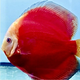 red-valentine-discus-for-sale