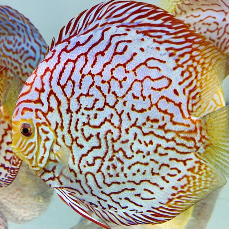 super-checkerboard-discus-for-sale