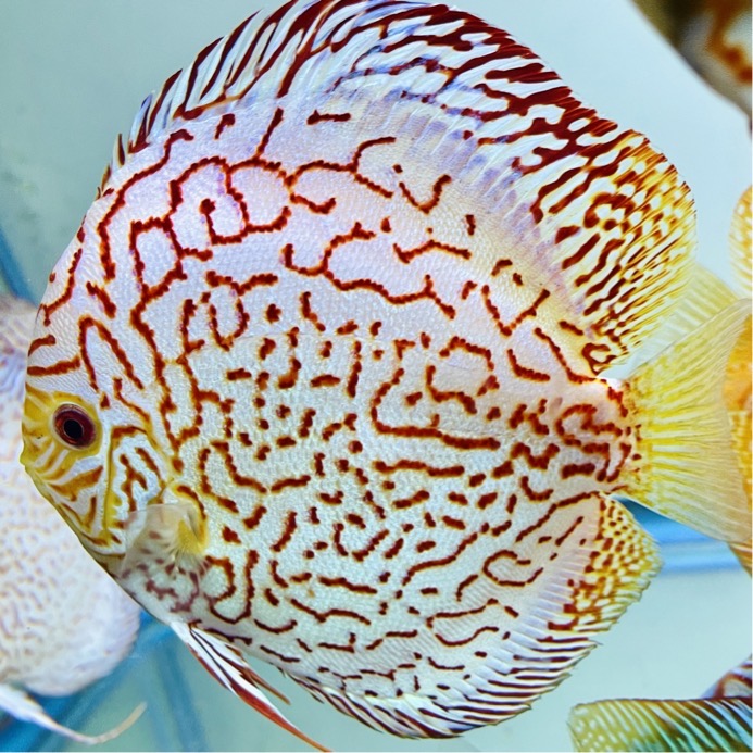 super-checkerboard-discus-for-sale