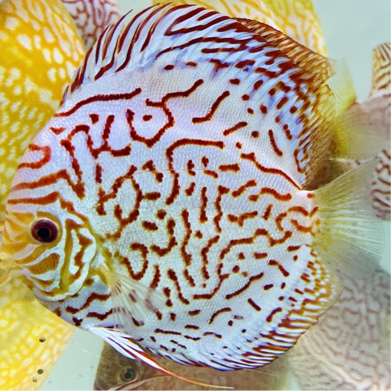 super-checkerboard-discus-for-sale