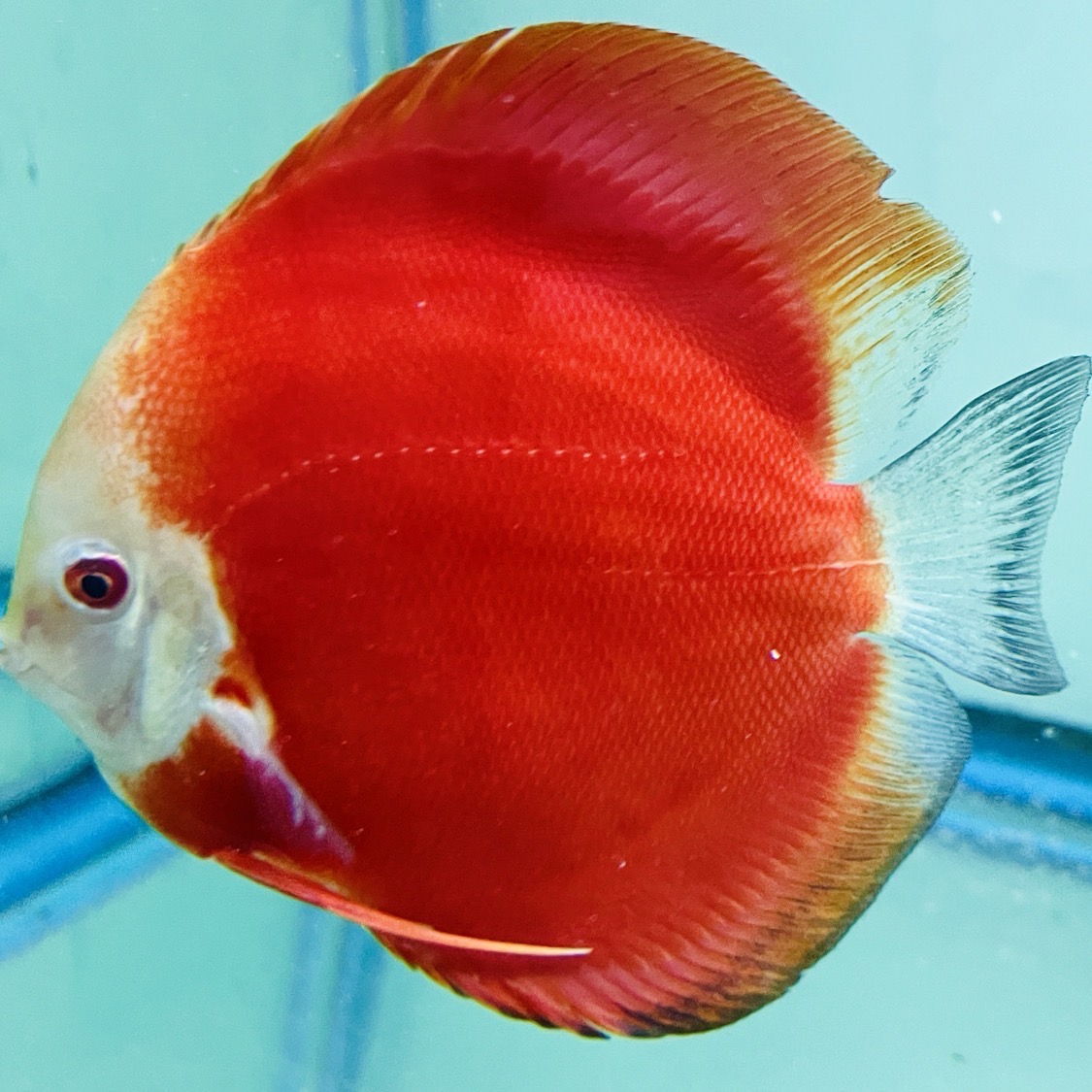 super-red-discus-for-sale