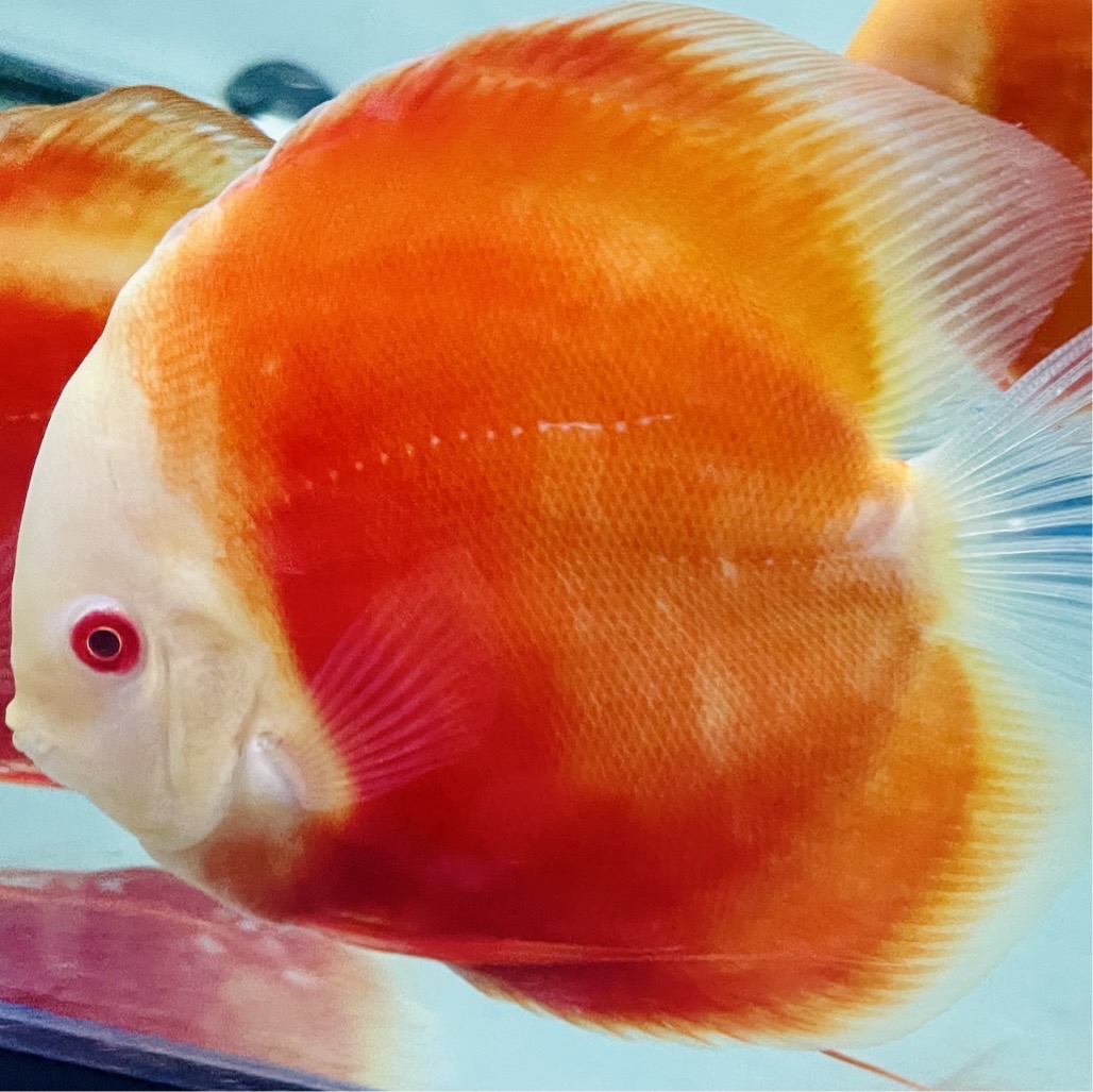 super-red-discus-for-sale