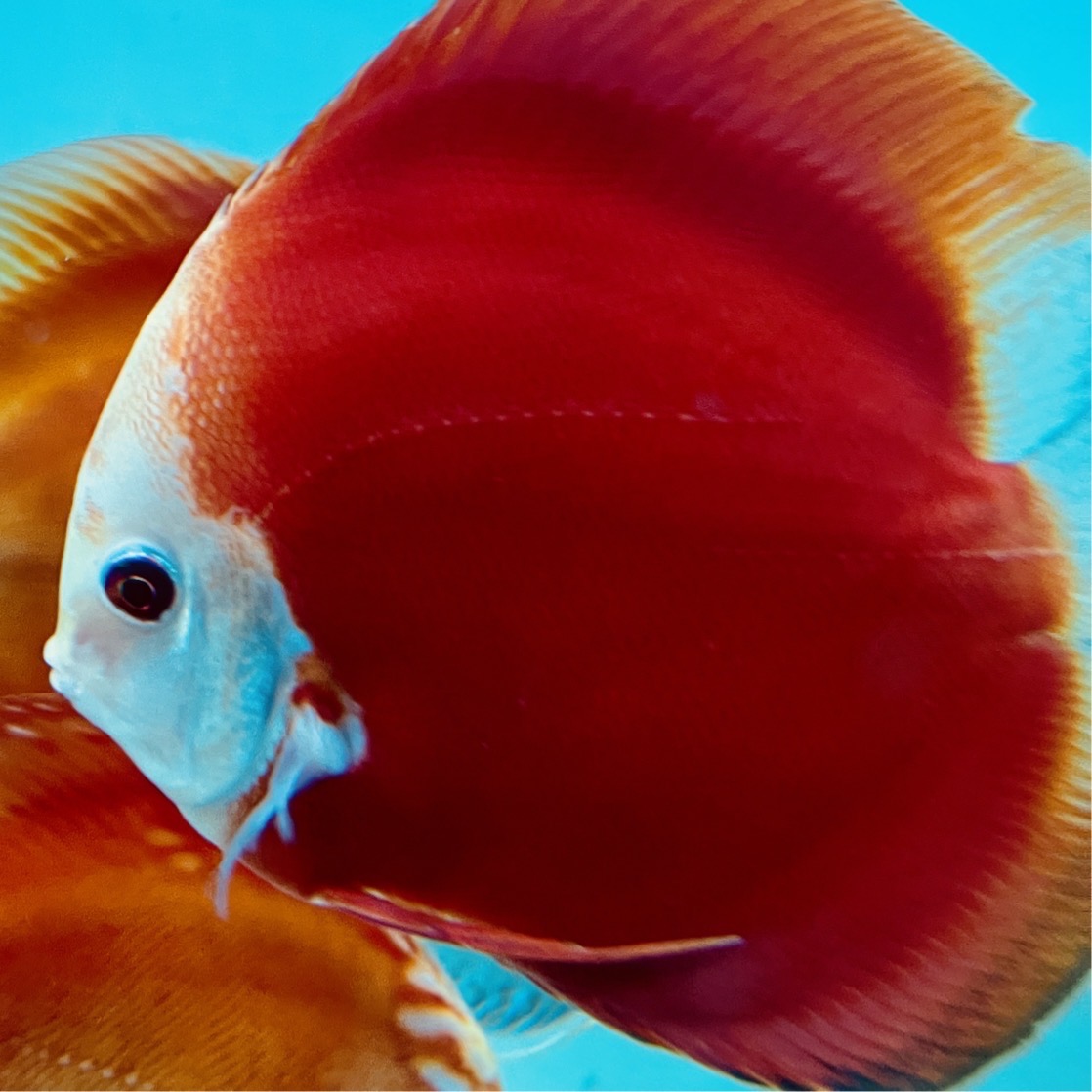 super-red-discus-for-sale