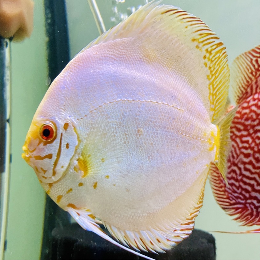 white-butterfly-discus-for-sale
