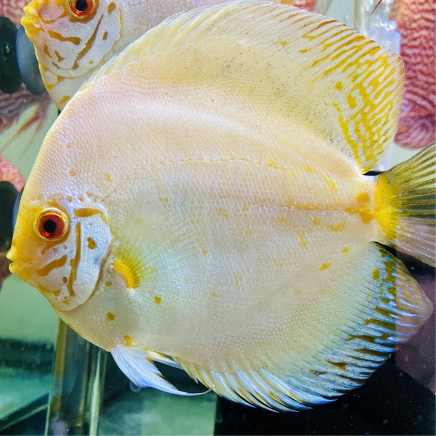 white-butterfly-discus-for-sale