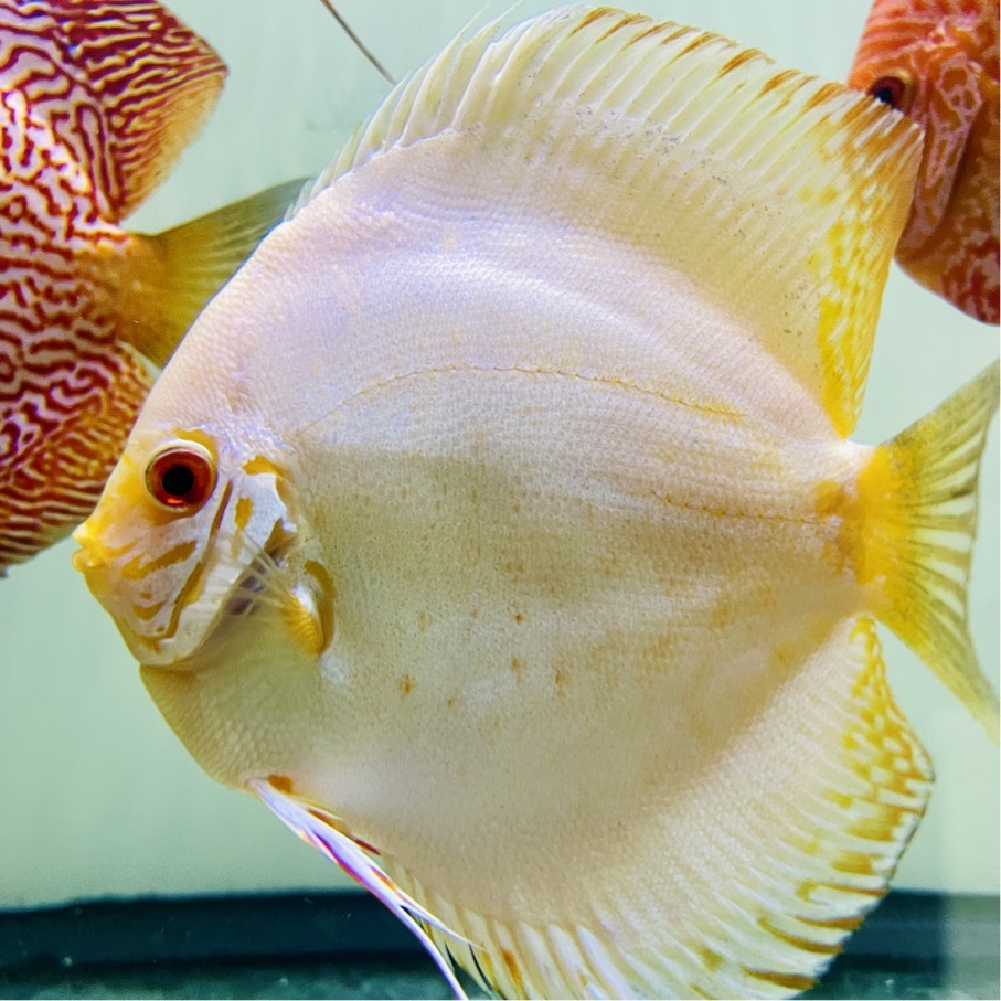 white-butterfly-discus-for-sale