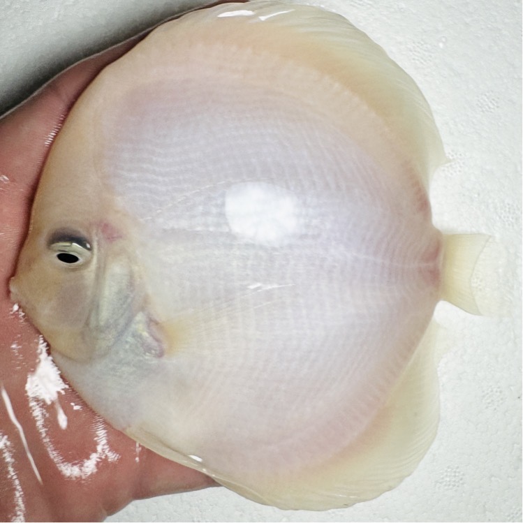 white-diamond-discus-for-sale