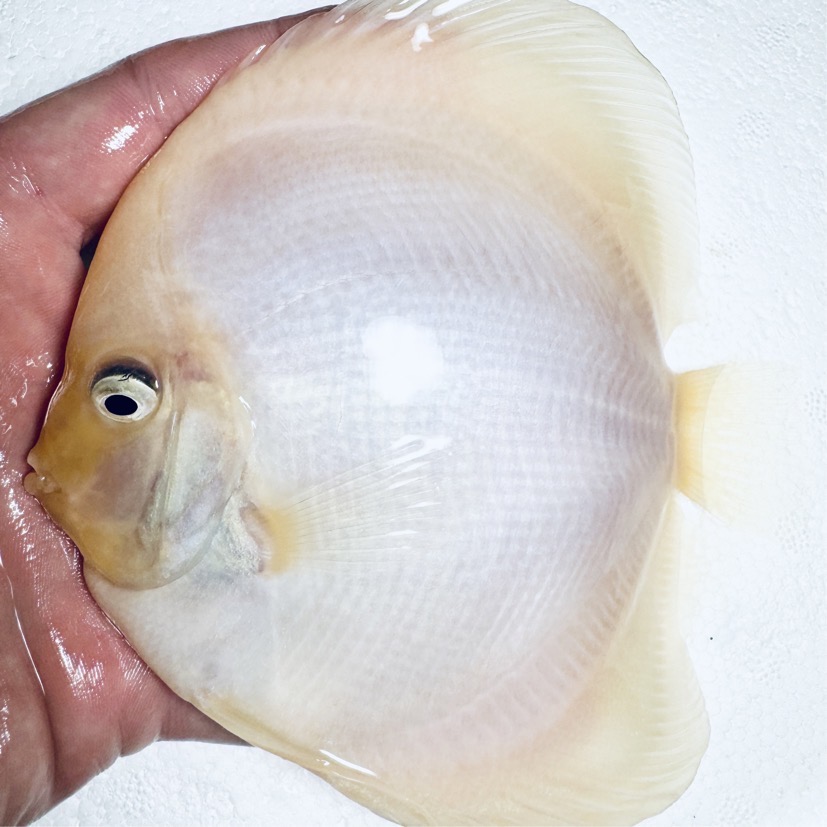 white-diamond-discus-for-sale