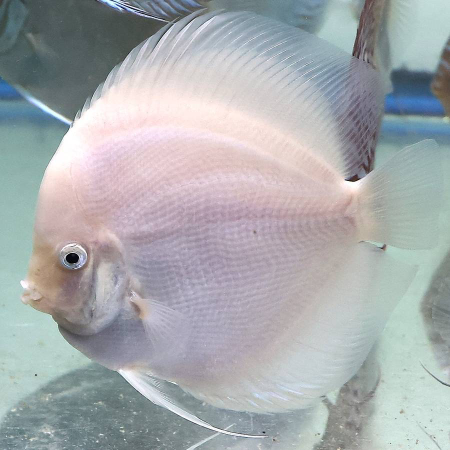 white-diamond-discus-for-sale