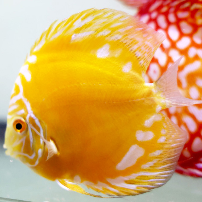 yellow-marlboro-discus-for-sale