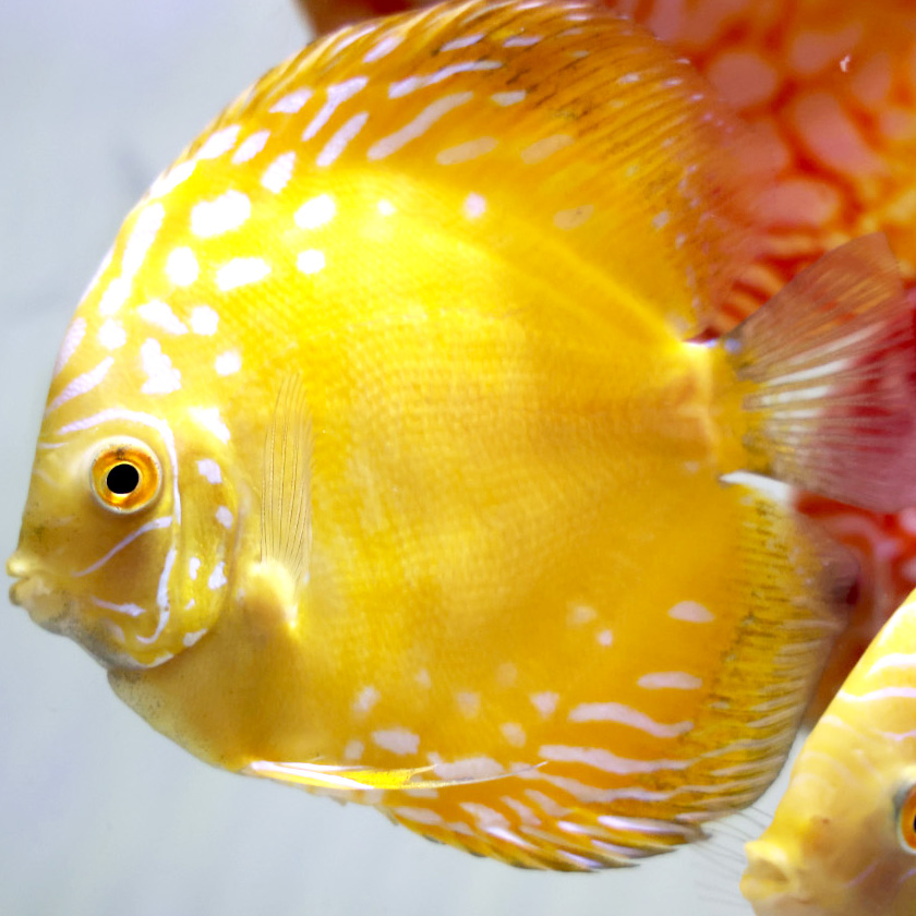 yellow-marlboro-discus-for-sale