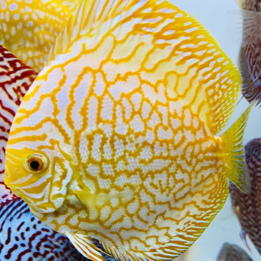 yellow-pigeon-discus-for-sale