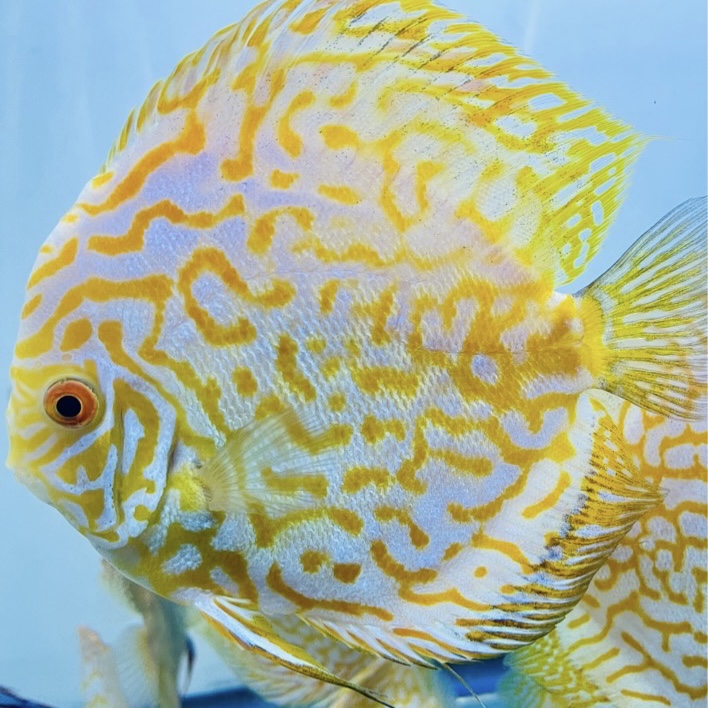 yellow-pigeon-discus-for-sale