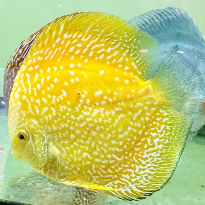 yellow-stardust-discus-for-sale