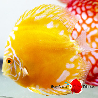 discus-fish-1