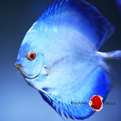 discus-fish-2