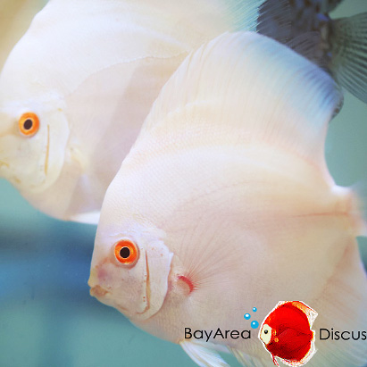 discus-fish-3