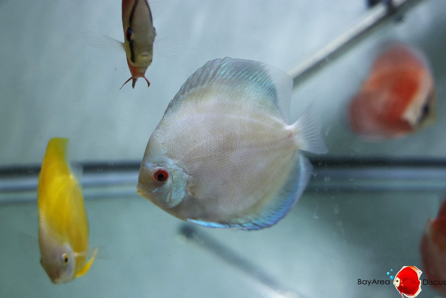 Discus for sale blue-diamond1