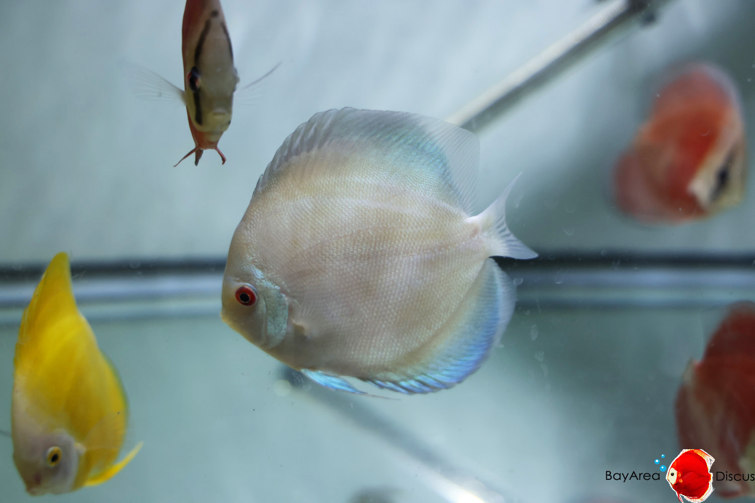 Discus for sale blue-diamond2